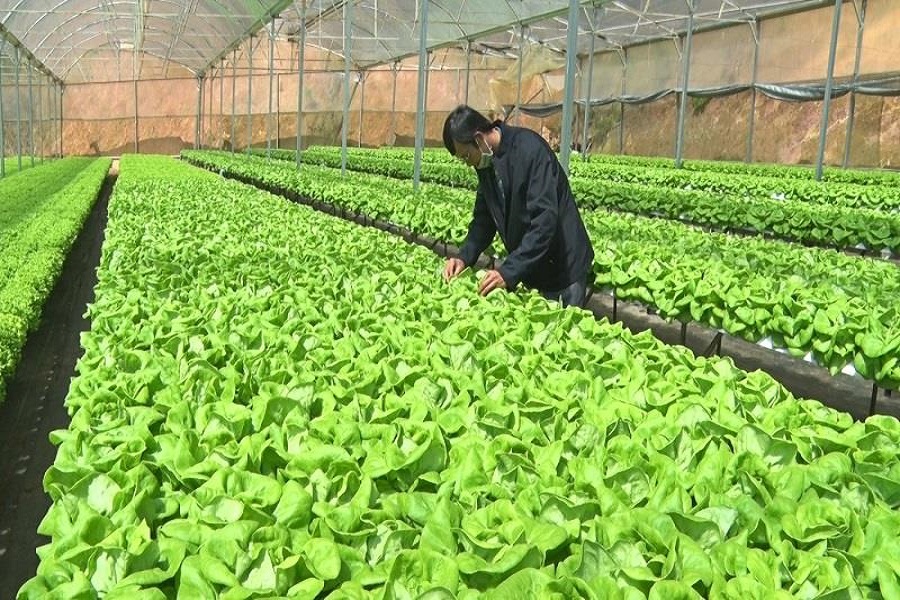 OCOP L&acirc;m Đồng N&acirc;ng tầm đặc sản cao nguy&ecirc;n mở rộng thị trường ti&ecirc;u thụ