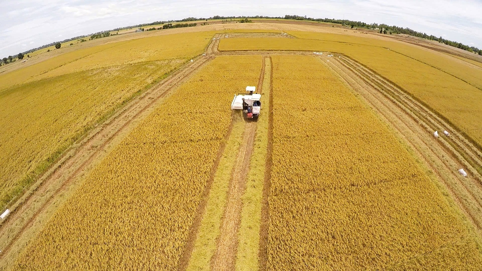 Mô hình liên kết này giúp kiểm soát chất lượng lúa gạo ngay từ cánh đồng, đồng thời đảm bảo thu nhập ổn định cho người sản xuất Mô hình liên kết này giúp kiểm soát chất lượng lúa gạo ngay từ cánh đồng, đồng thời đảm bảo thu nhập ổn định cho người sản xuất