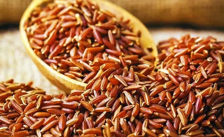 Gaoj một buội đỏ Hồng D&acirc;n-gạo đặc sản nổi ti&ecirc;ng tỉnh C&agrave; Mau