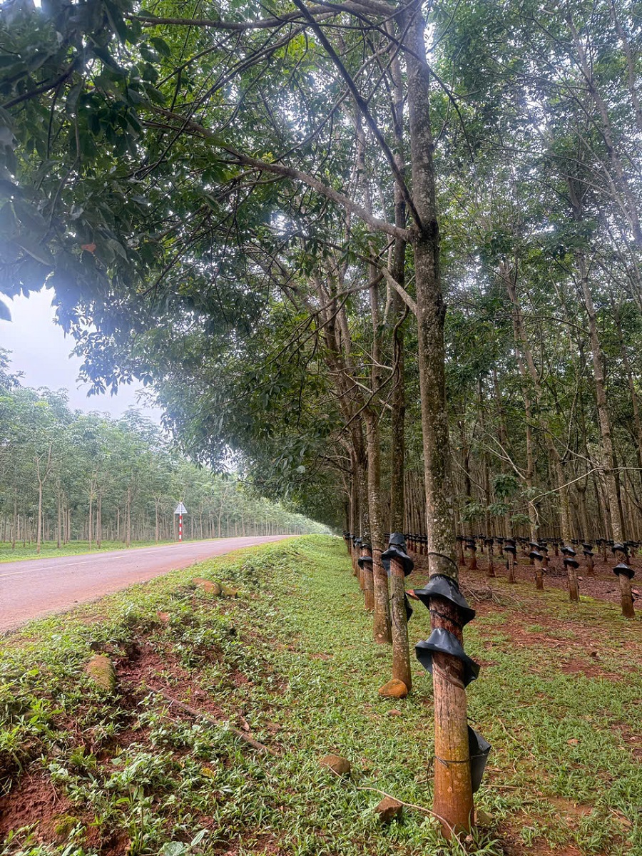 Giá cao su hôm nay 11/4: Đồng loạt giảm trên các sàn giao dịch