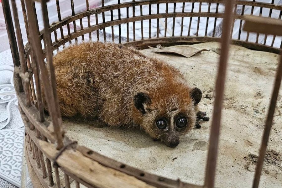 C&aacute; thể culi nhỏ c&oacute; t&igrave;nh trạng sức khỏe b&igrave;nh thường