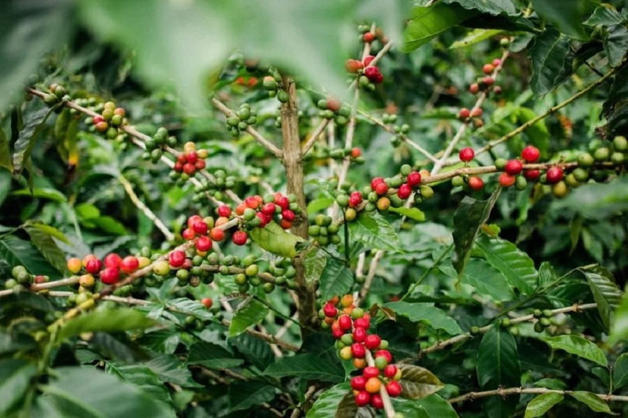 C&agrave; ph&ecirc; Arabica, Hạt c&agrave; ph&ecirc; Arabica c&oacute; h&igrave;nh bầu dục, ch&iacute;nh giữa c&oacute; r&atilde;nh s&acirc;u h&igrave;nh chữ S.