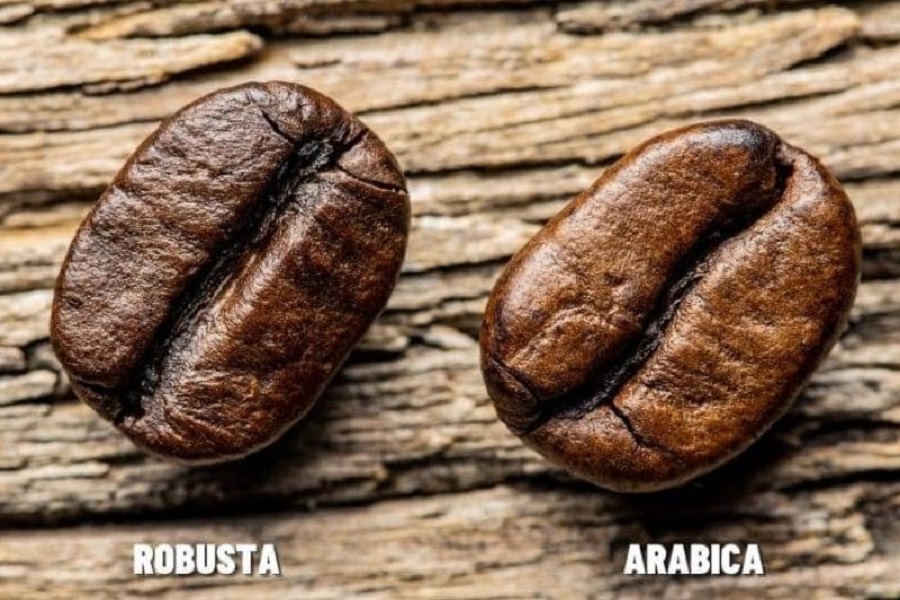 Robusta: Hạt tr&ograve;n hơn, r&atilde;nh thẳng; Arabica: Hạt bầu dục, r&atilde;nh cong nhẹ. H&igrave;nh: Minh hoạ