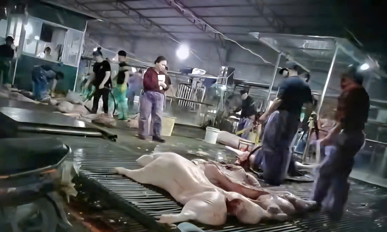 Đại biểu Quốc hội: Cần khẩn trương xử lý nghiêm, bịt lỗ hổng quản lý sau vụ lợn bệnh vào trường học