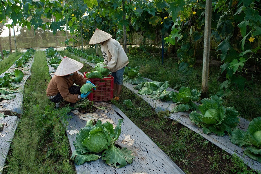 N&ocirc;ng sản được kiểm so&aacute;t chất lượng theo hướng xanh, sạch trước khi đưa ra thị trường