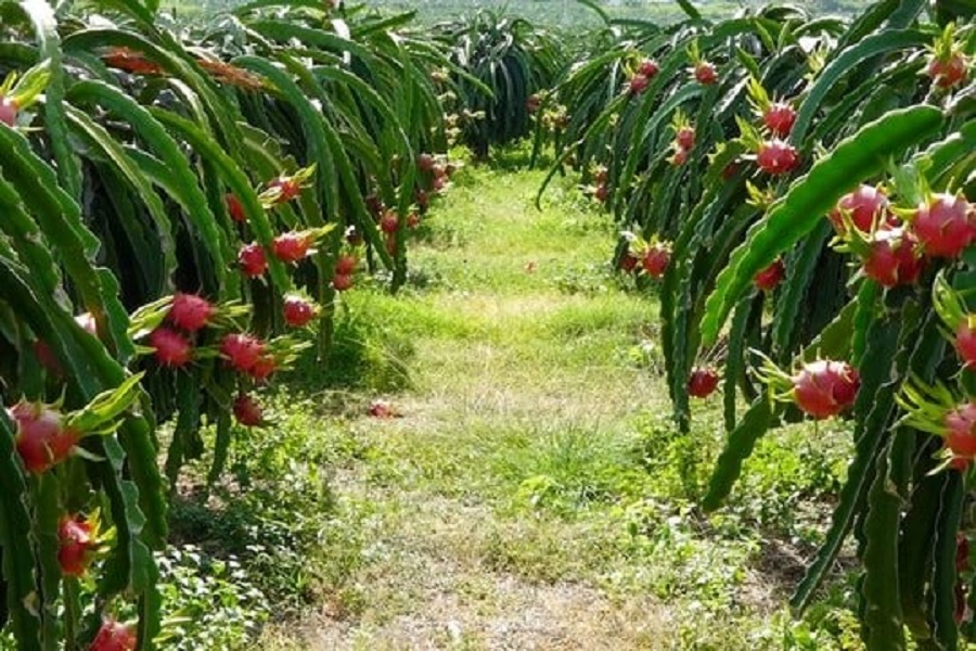 N&ocirc;ng sản được kiểm so&aacute;t chất lượng theo hướng xanh, sạch trước khi đưa ra thị trường