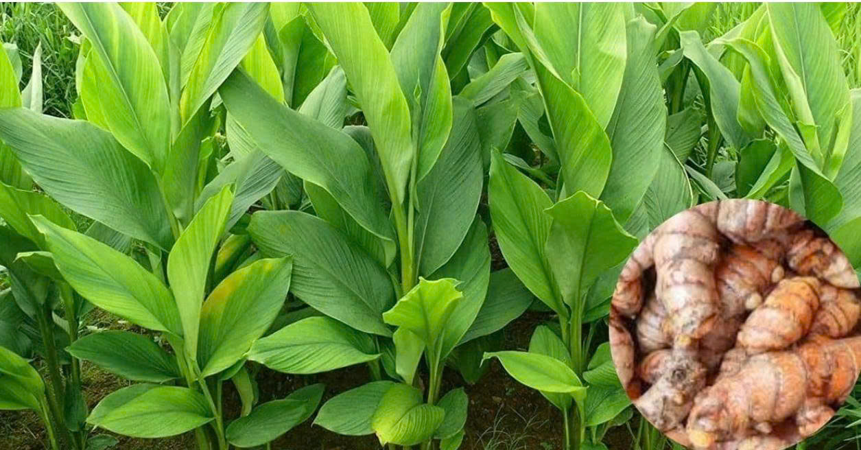 Loại cây quý không cần chăm sóc vẫn xanh tốt quanh vườn, dùng hằng ngày tốt đủ mặt