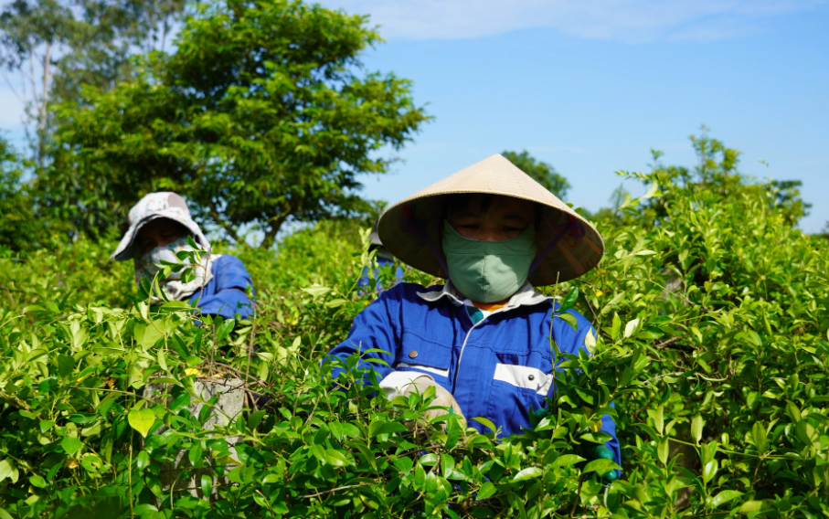 Đánh thức tiềm năng dược liệu, Quảng Trị hướng tới ngành kinh tế xanh bền vững