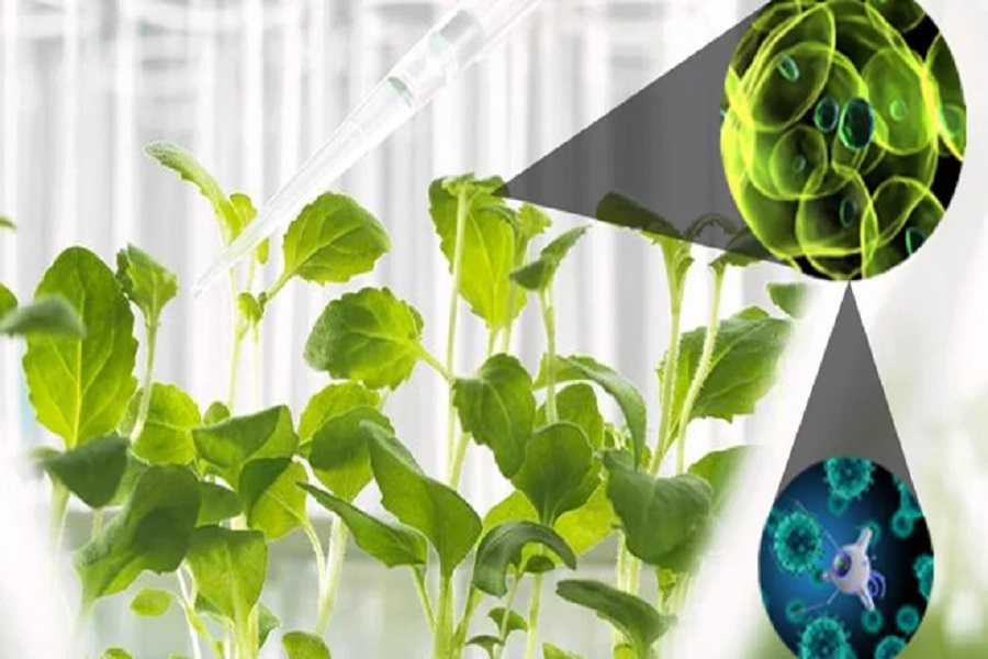 C&ocirc;ng nghệ nano - giải ph&aacute;p cho nền n&ocirc;ng nghiệp xanh. Ảnh: Bộ KHCN.