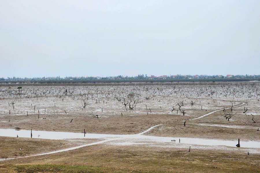 Từ một khu vực rừng ngập mặn xanh tốt nay chỉ c&ograve;n x&aacute;c c&acirc;y chết kh&ocirc;, g&atilde;y đổ ngổn ngang