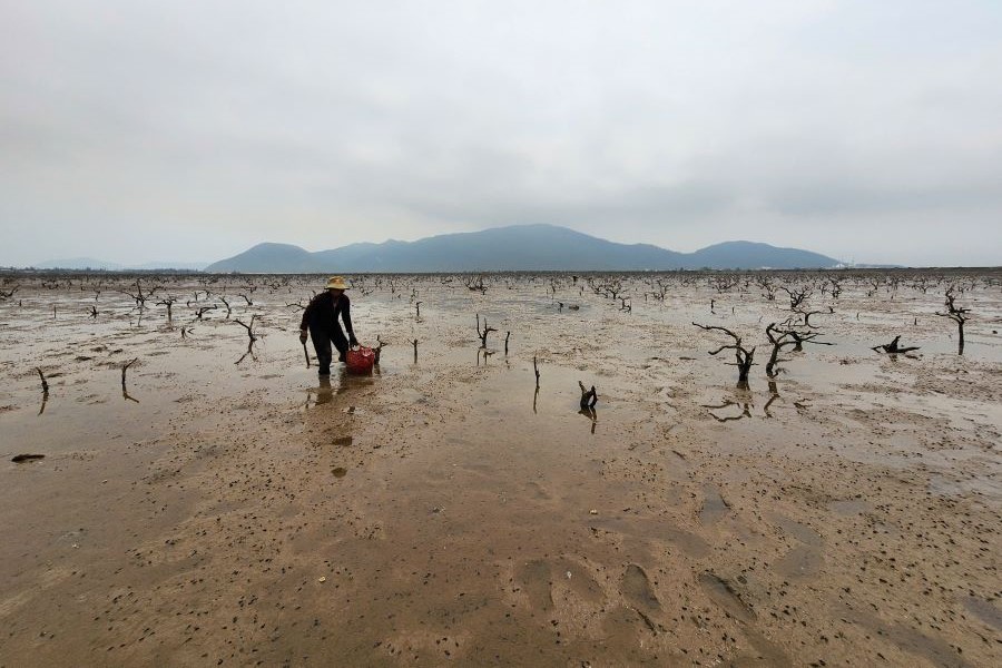 Rừng ngập mặn chết khiến lo&agrave;i thủy hải sản sinh sống dưới t&aacute;n rừng cũng biến mất