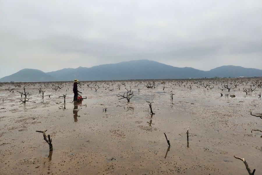 Hà Tĩnh: Hàng chục hecta rừng ngập mặn chết chưa rõ nguyên nhân