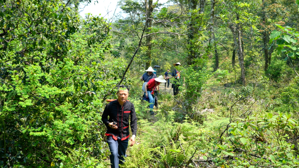 Đoàn trải nghiệm trekking tại rừng chè cổ của xã Hoành Mô Đoàn trải nghiệm trekking tại rừng chè cổ của xã Hoành Mô