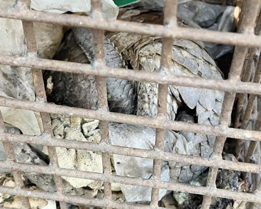 2 c&aacute; thể t&ecirc; t&ecirc; được b&agrave;n giao cho Hạt Kiểm l&acirc;m Cam Lộ - Đ&ocirc;ng H&agrave; chăm s&oacute;c