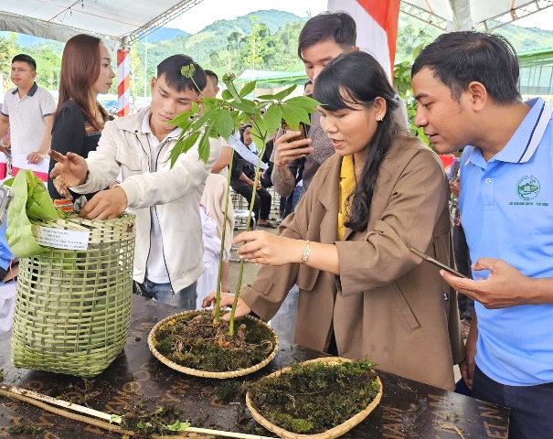 Đà Nẵng: Sẽ tổ chức phiên chợ đêm Sâm Ngọc Linh hàng tháng