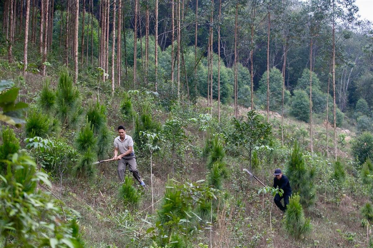 Hải Phòng: Quyết liệt triển khai hiệu quả công tác phòng cháy, chữa cháy rừng