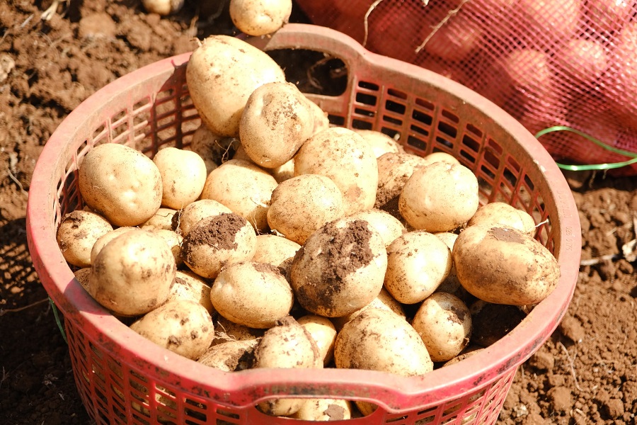 C&aacute;c giống khoai t&acirc;y được đưa v&agrave;o trồng đều l&agrave; giống chất lượng cao, ph&ugrave; hợp với nhu cầu chế biến, đặc biệt l&agrave; phục vụ ng&agrave;nh sản xuất snack