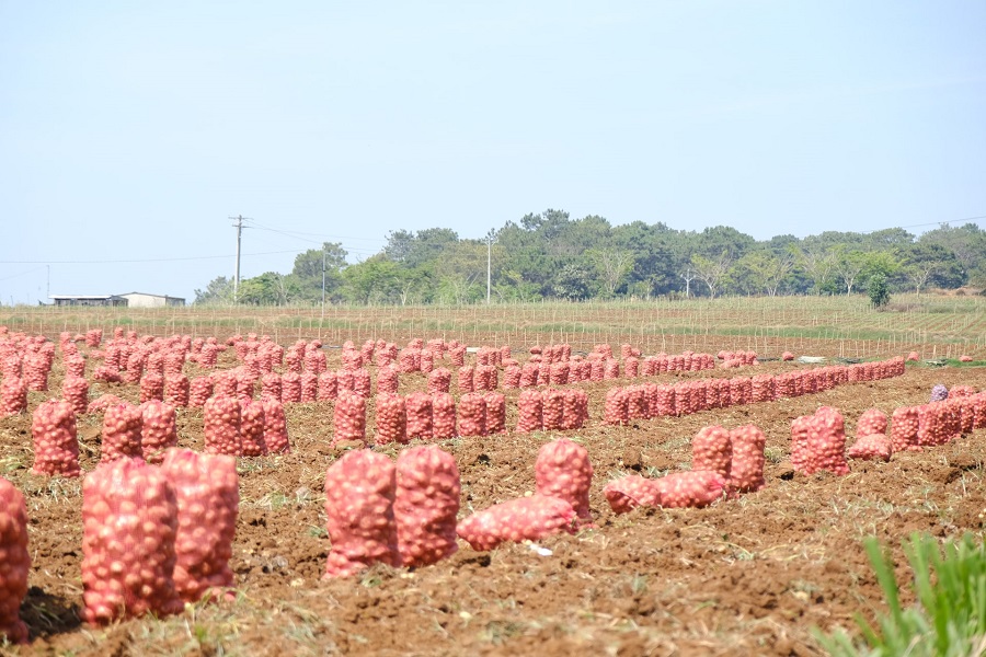 C&aacute;nh đồng trồng khoai t&acirc;y cho năng suất v&agrave; chất lượng cao tại th&ocirc;n Lạc Trường, x&atilde; Đơn Dương