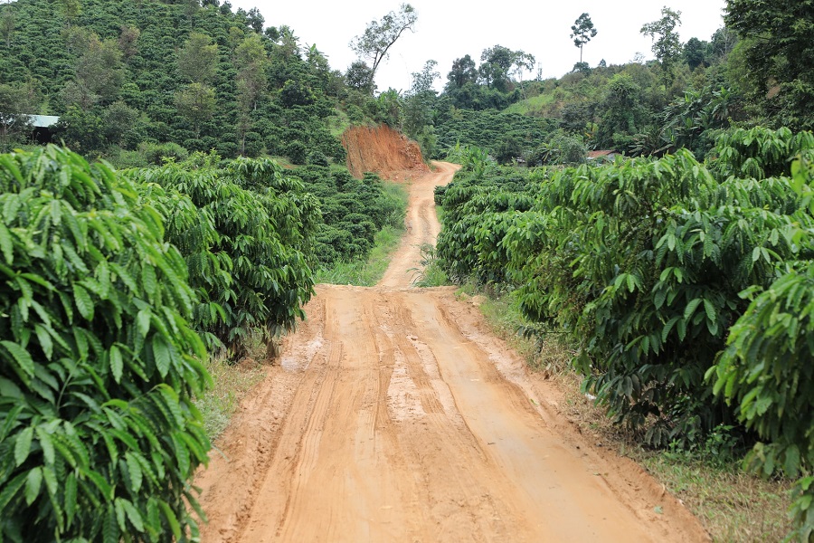 Cây công nghiệp lâu năm đã được người dân khu vực Lâm Hà canh tác ổn định từ nhiều năm qua Cây công nghiệp lâu năm đã được người dân khu vực Lâm Hà canh tác ổn định từ nhiều năm qua