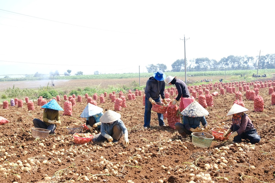 Tr&ecirc;n c&aacute;c c&aacute;nh đồng khoai t&acirc;y ở x&atilde; Đơn Dương, kh&ocirc;ng kh&iacute; thu hoạch diễn ra rộn r&agrave;ng, nhộn nhịp từ s&aacute;ng sớm
