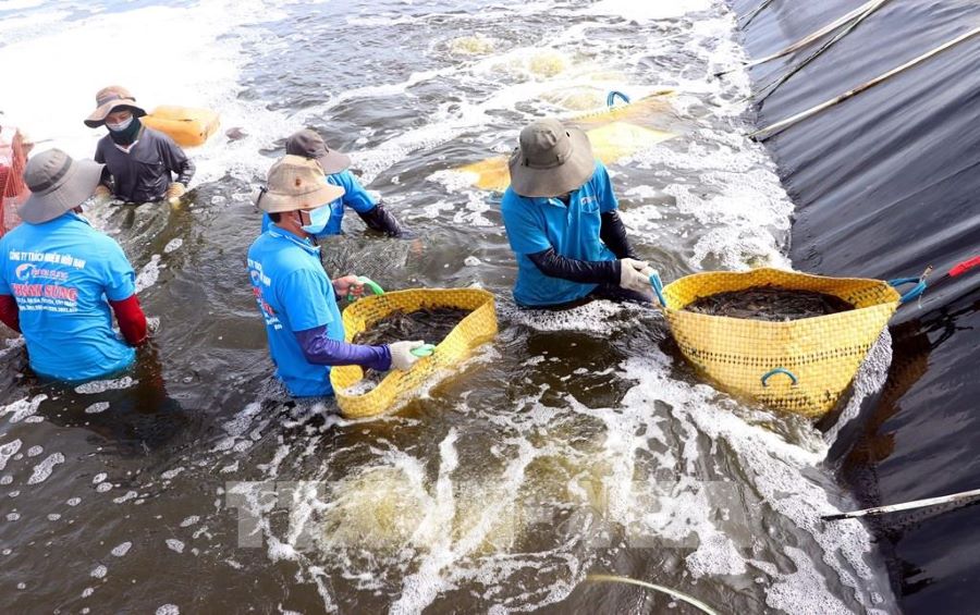 Cà Mau bảo vệ hệ sinh thái thủy sản