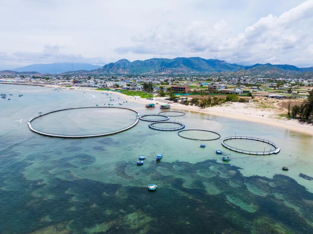 M&ocirc; h&igrave;nh nu&ocirc;i biển của C&ocirc;ng ty CP Mực nhảy Biển Đ&ocirc;ng tại v&ugrave;ng biển Kh&aacute;nh H&ograve;a