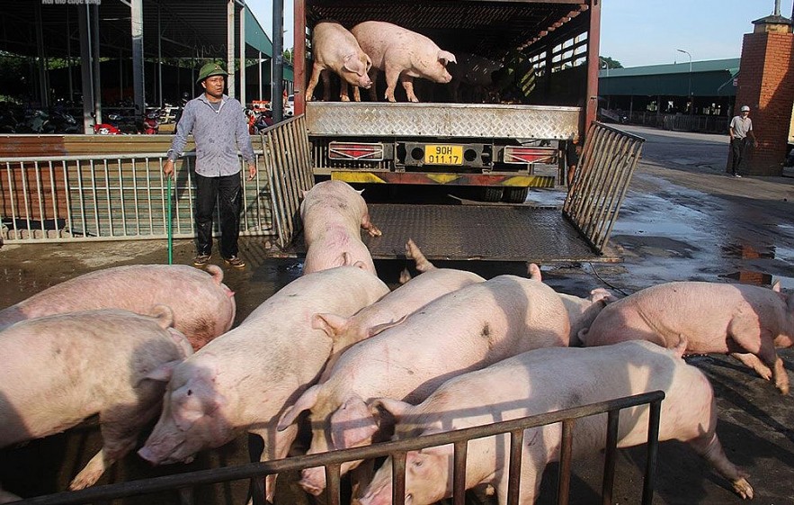 Giá heo hơi hôm nay 15/4: Tăng 1.000 đồng/kg