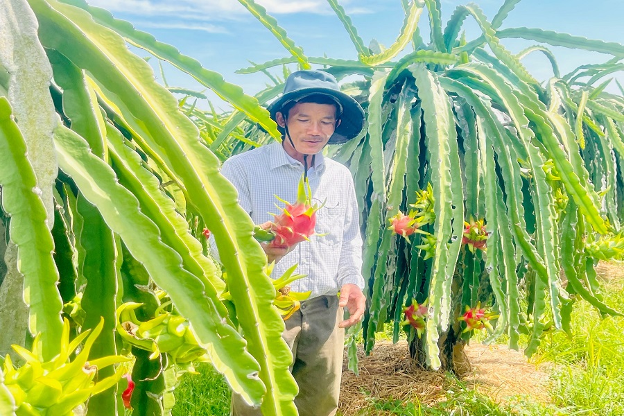 N&ocirc;ng d&acirc;n của Hiệp hội Thanh long B&igrave;nh Thuận sản xuất thanh long.