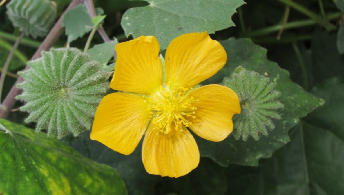 Sản phẩm chứa th&agrave;nh phần ch&iacute;nh c&acirc;y cối xay gi&uacute;p cải thiện &ugrave; tai mạch đập, tăng cường th&iacute;nh lực