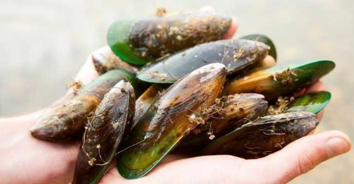 Sản phẩm chứa dầu vẹm xanh gi&uacute;p cải thiện triệu chứng tho&aacute;i h&oacute;a cột sống hiệu quả