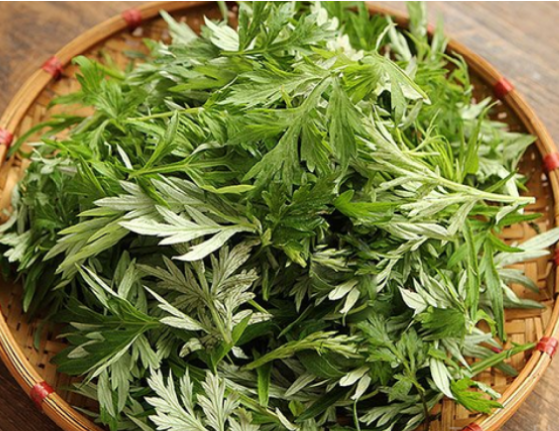 Ngải cứu thường được sử dụng để giảm đau lưng do tho&aacute;i h&oacute;a cột sống