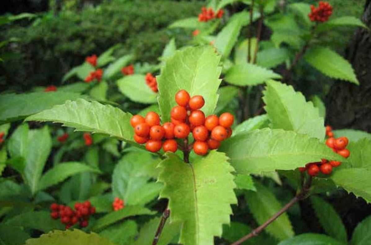 S&oacute;i rừng - thảo dược qu&yacute; gi&uacute;p tăng cường miễn dịch trong bệnh tự miễn