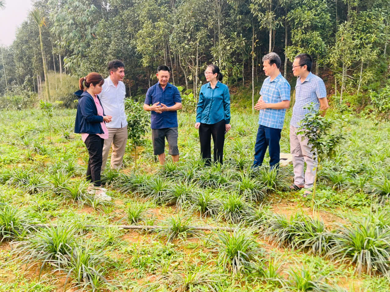 Trồng dược liệu dưới tán rừng ở Lào Cai: Hướng đi nâng cao thu nhập cho người dân