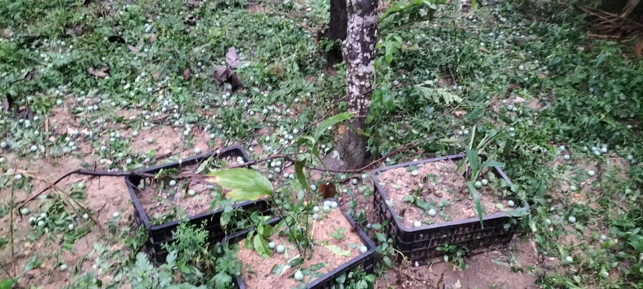 Mưa đá g&acirc;y thi&ecirc;̣t hại nặng n&ecirc;̀ cho các vườn m&acirc;̣n