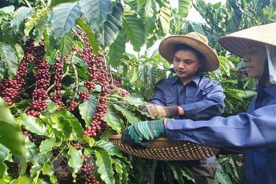 L&acirc;m Đồng c&ograve;n c&oacute; lợi thế trong ph&aacute;t triển c&agrave; ph&ecirc; chất lượng cao, đặc biệt l&agrave; Arabica