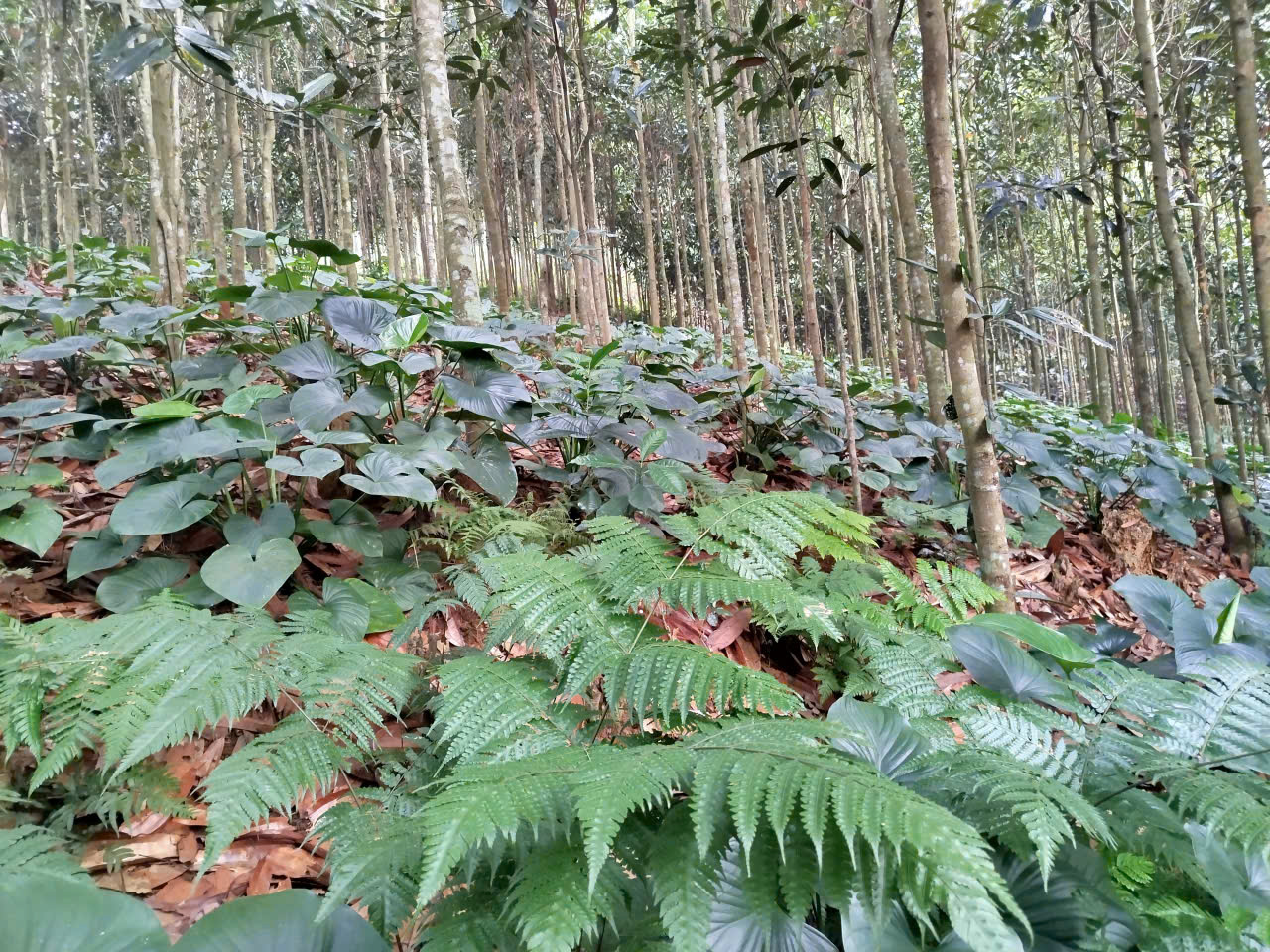 Cây Thiên Niên Kiện dưới trồng dưới tán lá rừng Cây Thiên Niên Kiện dưới trồng dưới tán lá rừng