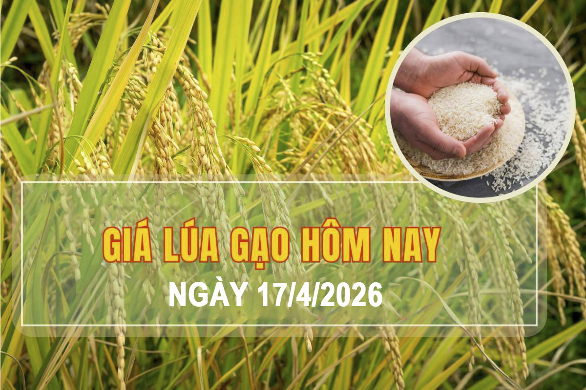 Giá lúa gạo hôm nay 17/4: Lúa tăng nhẹ, gạo giữ ổn định