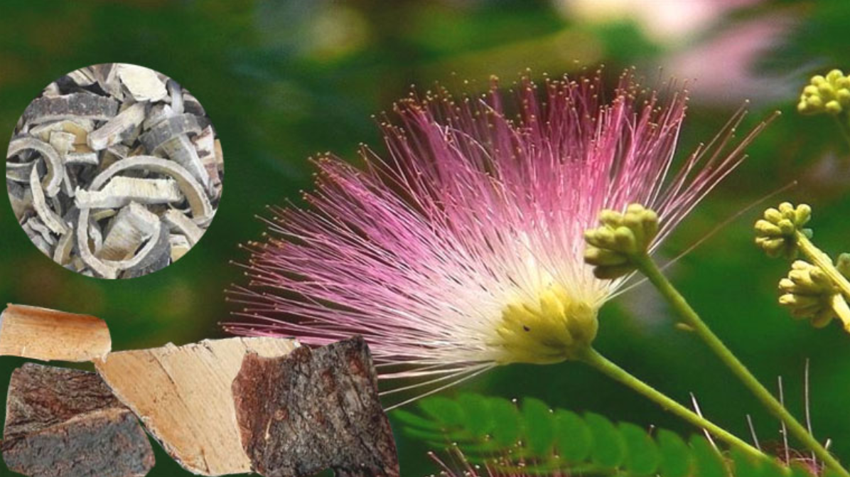 Hợp hoan b&igrave; c&oacute; t&aacute;c dụng an thần, ngủ ngon tự nhi&ecirc;n