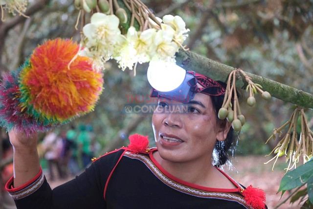 Qu&aacute; tr&igrave;nh thụ phấn tr&ecirc;n b&ocirc;ng c&acirc;y sầu ri&ecirc;ng.