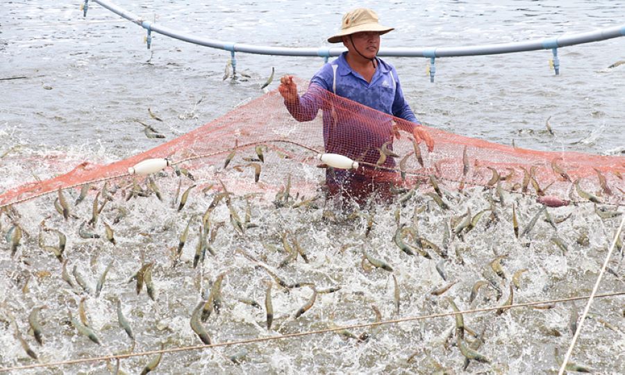 Nắng nóng kéo dài, dịch bệnh bùng phát tại nhiều vùng nuôi thủy sản Cà Mau