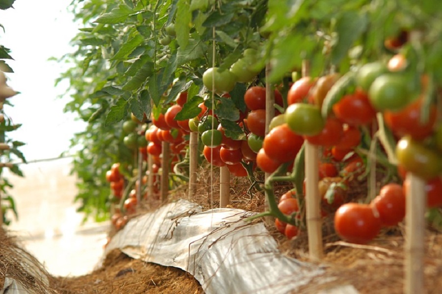 C&aacute;c sản phẩm n&ocirc;ng nghiệp ở Đ&agrave; Lạt lu&ocirc;n thu h&uacute;t du kh&aacute;ch.