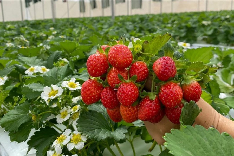 Lâm Đồng: Chuẩn hóa nông sản theo VietGAP - Động lực mới cho nông nghiệp