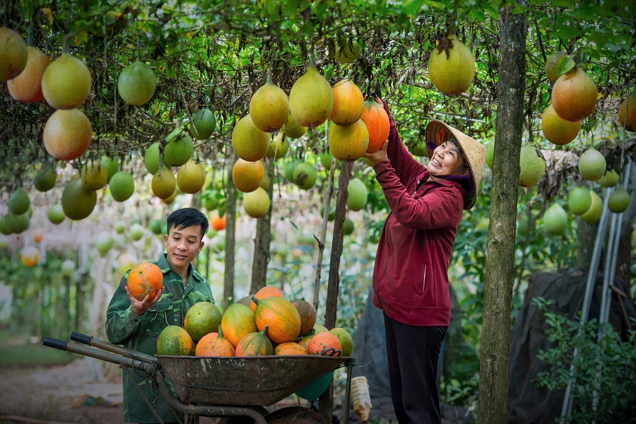 Ch&iacute;nh s&aacute;ch hỗ trợ VietGAP giai đoạn 2026 - 2030 gi&uacute;p chuẩn h&oacute;a chất lượng n&ocirc;ng sản cho L&acirc;m Đồng