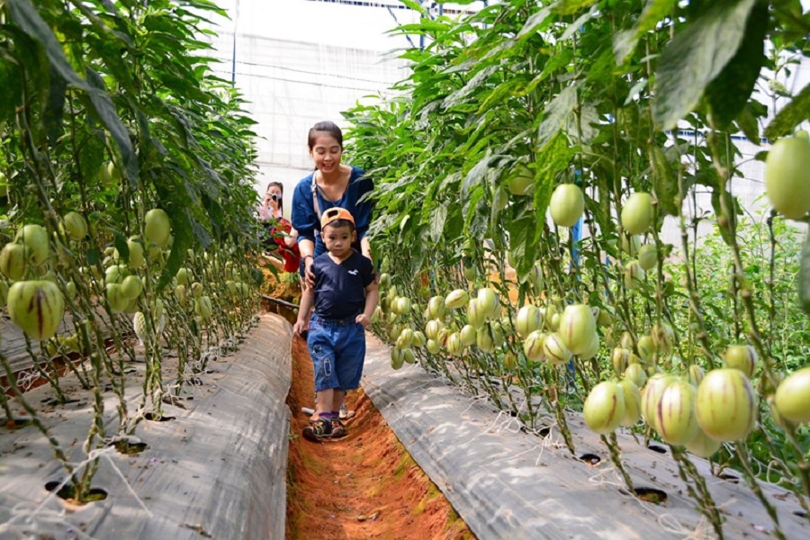 Du kh&aacute;ch th&iacute;ch th&uacute; kh&aacute;m ph&aacute; nh&agrave; vườn ở Đ&agrave; Lạt.