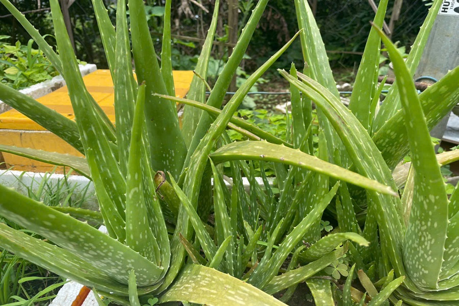 8 “siêu thực phẩm” trồng tại nhà: Dễ sống, giàu dưỡng chất, có loại từng bị xem là cỏ dại