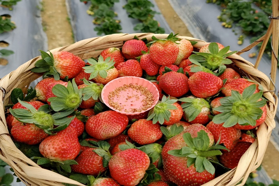 Những tr&aacute;i d&acirc;u t&acirc;y ch&iacute;n đỏ mọng, gi&ograve;n ngọt l&agrave; sản phẩm n&ocirc;ng nghiệp sạch v&ocirc; c&ugrave;ng t&acirc;m huyết của người n&ocirc;ng d&acirc;n Đ&agrave; Lạt.