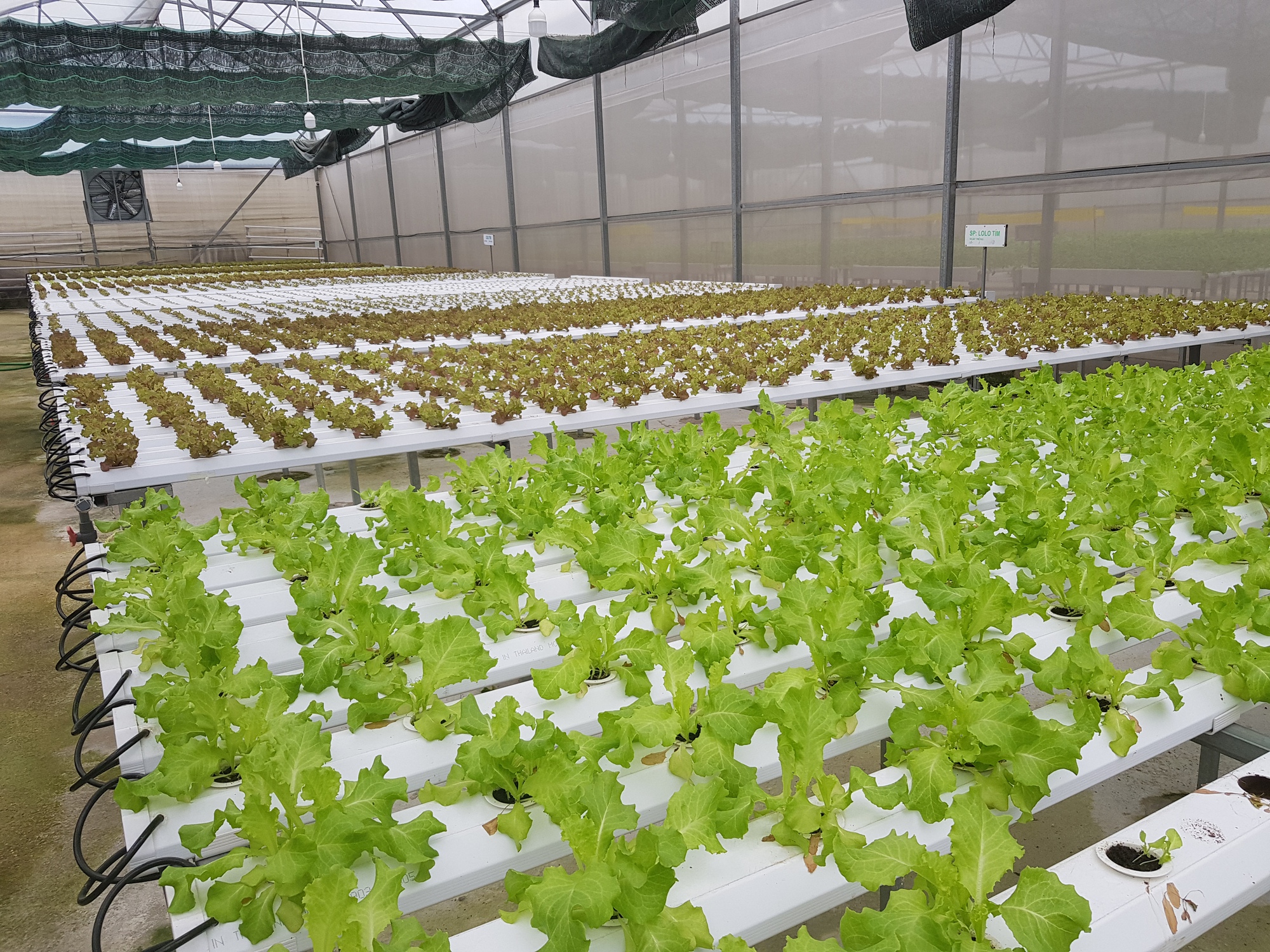 Nông nghiệp đô thị nhiều công nghệ vẫn chậm lớn: Điểm nghẽn nằm ở chiếc cầu nối còn thiếu