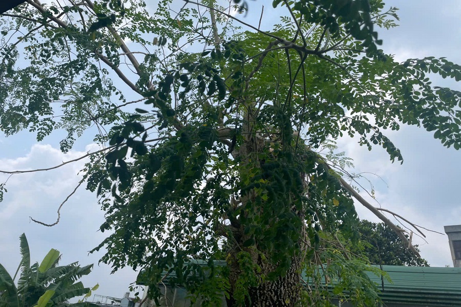 Ch&ugrave;m ng&acirc;y được nhiều nghi&ecirc;n cứu nhắc đến nhờ h&agrave;m lượng vitamin, kho&aacute;ng chất v&agrave; chất chống oxy h&oacute;a cao