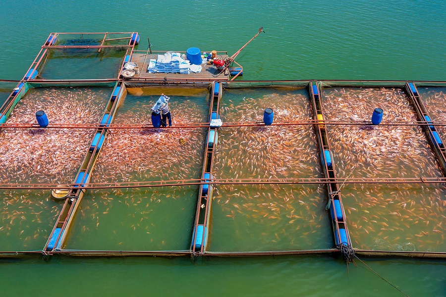 VietGAP gi&uacute;p kiểm so&aacute;t tốt hơn chất lượng nước, thức ăn v&agrave; quy tr&igrave;nh chăm s&oacute;c thủy sản