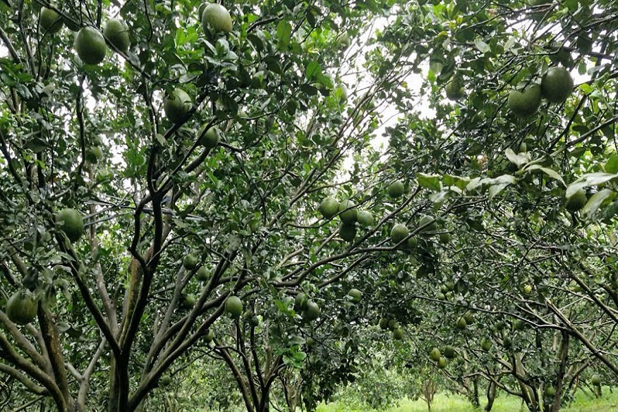 Vườn bưởi sản xuất theo chuẩn VietGAP của người d&acirc;n x&atilde; Quảng Sơn, tỉnh L&acirc;m Đồng